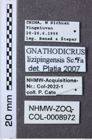 Etiketten zu Chinathous lizipingensis (NHMW-ZOO-COL-0008972)